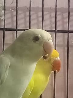 Albino