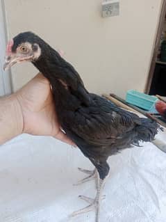 aseel chicks