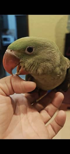 Jumbo Size Raw Parrot
