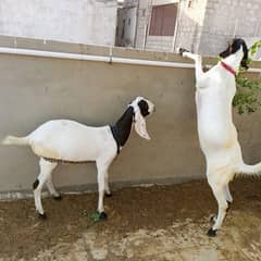 khassi munda tapra pair