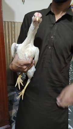 pure sindhi breader murga full long hight me blue ring eye me ha.