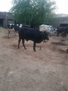 bull 2dant