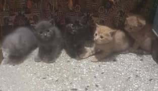 kitten and cats