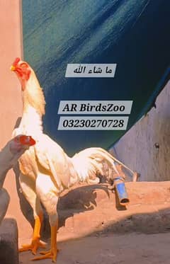 White Shamo Chicks / White Shamo eggs