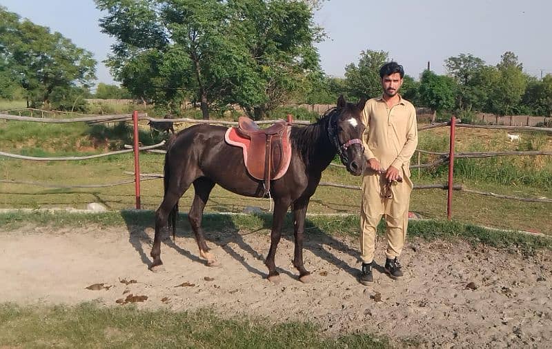 small female horse 0