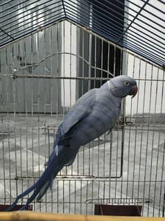 Vilote torquise / cleartail