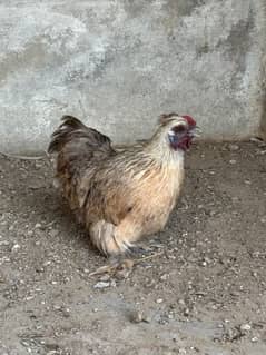 Crested Bantam Hen