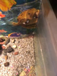 Fish