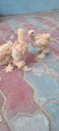 golden buff chick's for sale 1 male 2 females