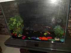 aquarium with fishes