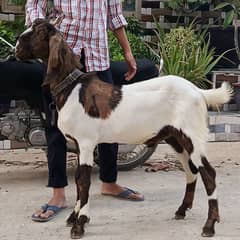 2 Dant khassi bakre