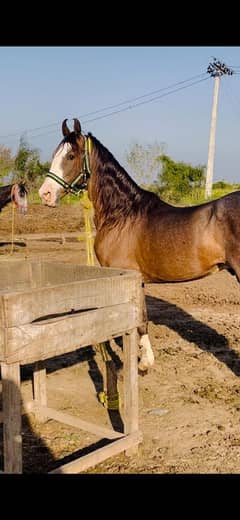 Breeder ghora for sell