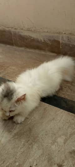 cat for sale all ok number 03042988704