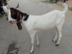 Bakry available for Qurbani 2025
