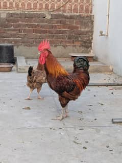 dasi