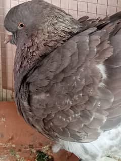 Modina pigeons