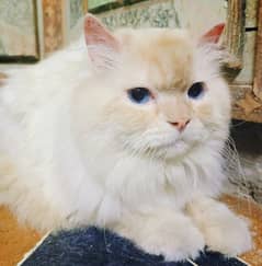 cat sell