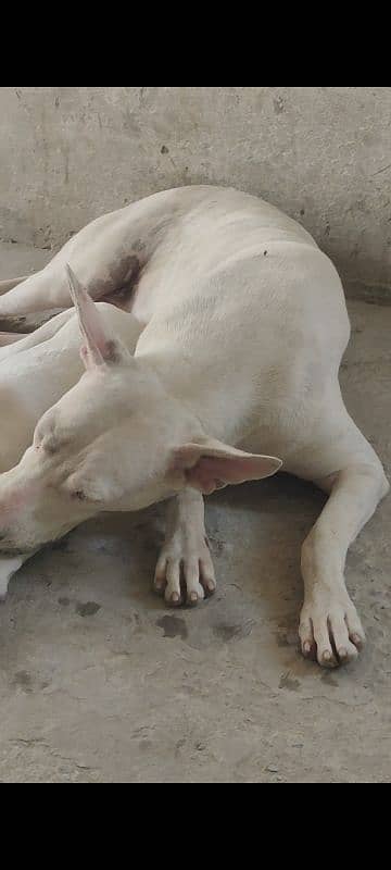 training shoda dog ha