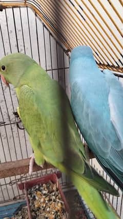 Green Opaline x Blue Opaline split CT pair