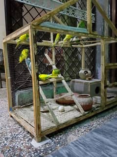 budgies