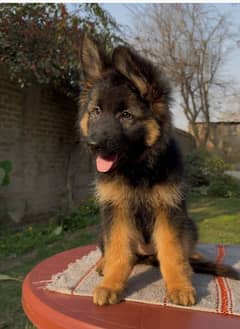 German Shepherd