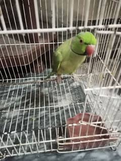 2 year parrot talking mia mitho