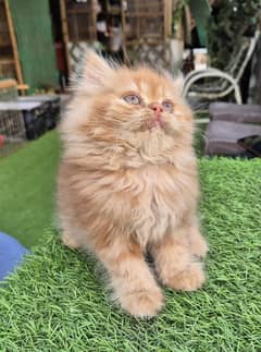 Extrem Quality Persian Triple coat kitten / Persian cat / kittens