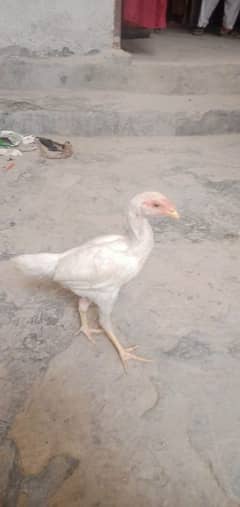 Hera aseel
