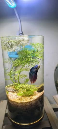 (read full ad)Complete setup 3 planted bowls+4 fish +table+tank