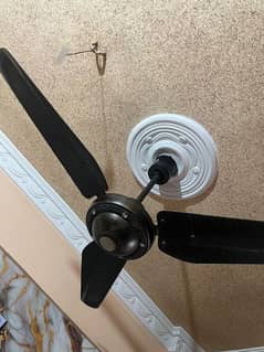 Two fans