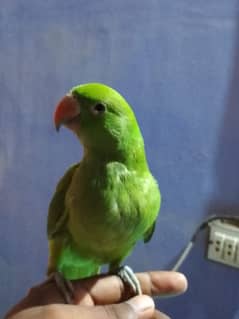 ringneck