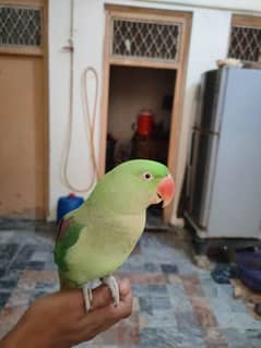 Raw female for sale
