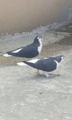 peigon
