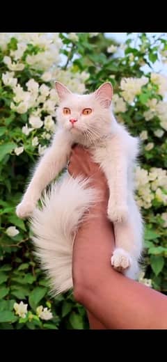 persian
