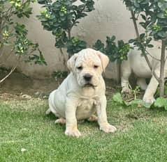 CANE CORSO (WHITE)
