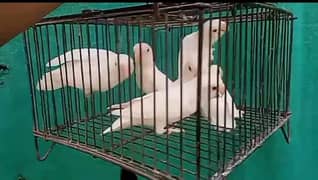 albino red eye