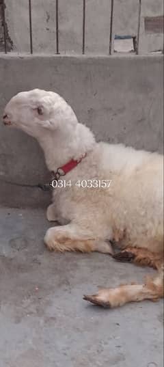 Kakka mundra Chatra sheep mondra chtra ghar ka janwar