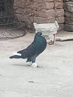 magpie pair or 1 female
