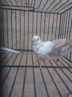 Red pied doves oplines creamino albino red eye