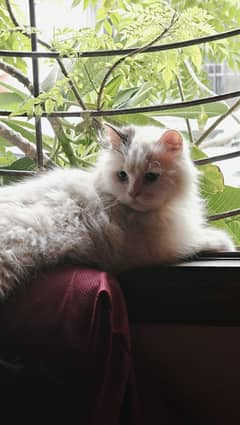 Persian cat for sale