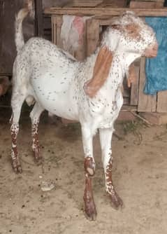 Bakra
