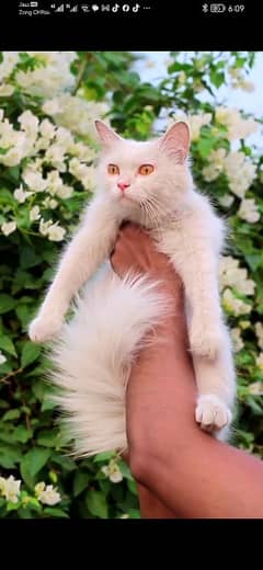 Persian Cat - Tripple Coted