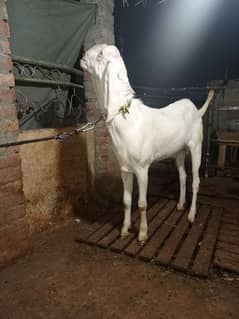 pure Rajanpuri bakra for qurbani Fresh 2 daant