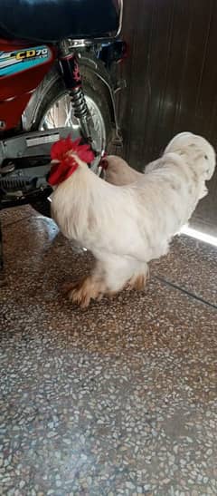 hen