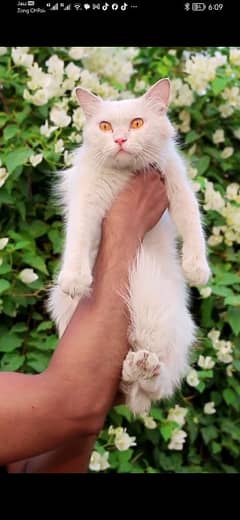 persian