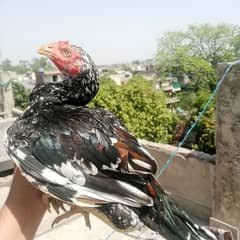 aseel Murga long height