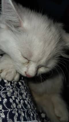 Triple Coated Persian