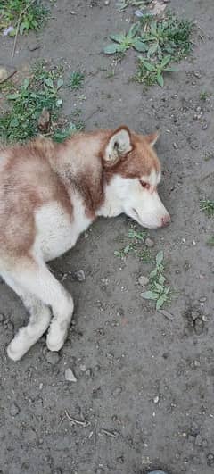 Siberian Husky