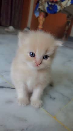 Persian cat