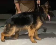 German shepherd pedigree Male For cross